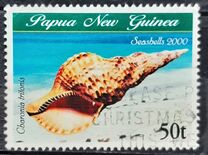 [Sea Shells, tip AED]
