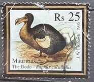 [The Dodo, typ AFV]