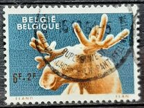[Animals from Antwerp zoo, Tipo ZQ]