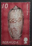 [Shells, type AAC]