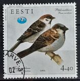 [House and Tree Sparrow, type JT]