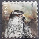 [Bird of the Year - Goshawk, 類型 MV]