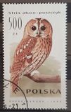 [Owls, type DEA]