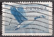 [Birds - Canada Goose, Typ GD]