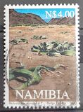 [Welwitschia mirabilis, Prehistoric Plant, type MV]