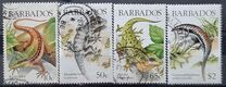 [Lizards of Barbados, տեսակ UM]