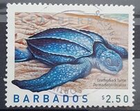 [Marine Life - Sea Turtles, type AYA]
