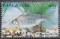 [Freshwater Fish, Typ HC]