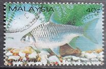 [Freshwater Fish, Typ HC]