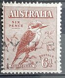 [Kookaburra, type P]