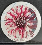 [Flowers - Dahlias, type BQY]