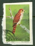 [Mauritius Kestrel, Tip OK]