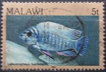 [Fish, Tip MH]
