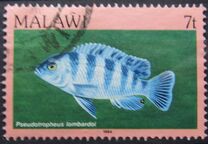 [Fish, Tip MI]