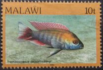 [Fish, Tip MK]