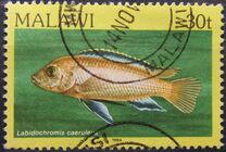 [Fish, Tip MN]