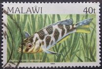 [Fish, Tip MO]
