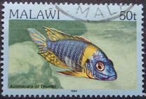 [Fish, Tip MP]