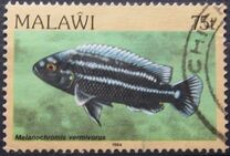 [Fish, Tip MQ]