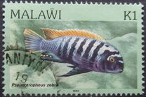 [Fish, Tip MR]