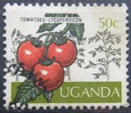 [Cultivos de Uganda., tipo BJ]