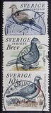 [Doves and Pigeons, type BTG]