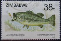 [Fish, тып FY]