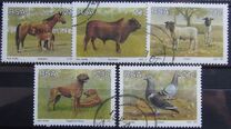 [Animal Breeding in South Africa, տեսակ AAP]
