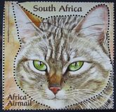 [Small African Cats, type BUE]