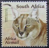 [Small African Cats, type BUG]