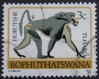 [Animal Totems, type C]
