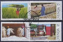[Sisal Cultivation, type BB]