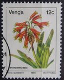 [Flowers, Tipi DG]