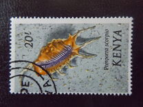 [Seashells, type AX]