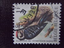 [Birds, type BNH]