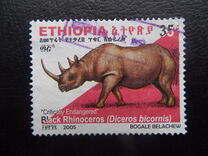 [Rinoceronte. Diceros bicornis., tipo BDR6]