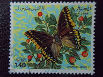 [Butterflies, type SP]