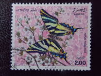 [Butterflies, type SQ]
