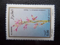 [Orchids, type AMR]