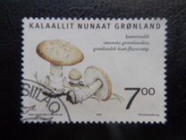 [Edible Mushrooms in Greenland, type MY]