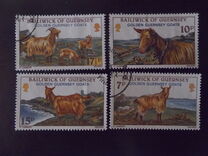 [Golden Guernsey Goats, نوع GE]