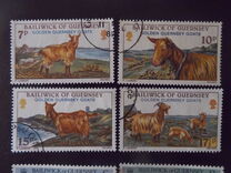 [Golden Guernsey Goats, نوع GE]