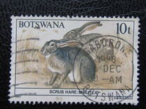 [Animals of Botswana, tegund OT]