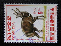 [Menelik´s Bushbuck, type AZF21]