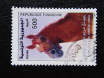 [Horses, тип AJM]