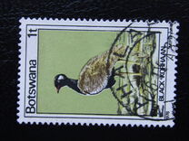 [Birds, type GP]