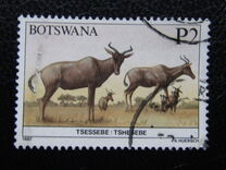 [Animals of Botswana, tegund PD]