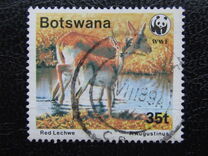 [Red Lechwe, type PQ]