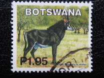 [Mammals, type ACB]