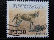 [Mammals, type ACE]
